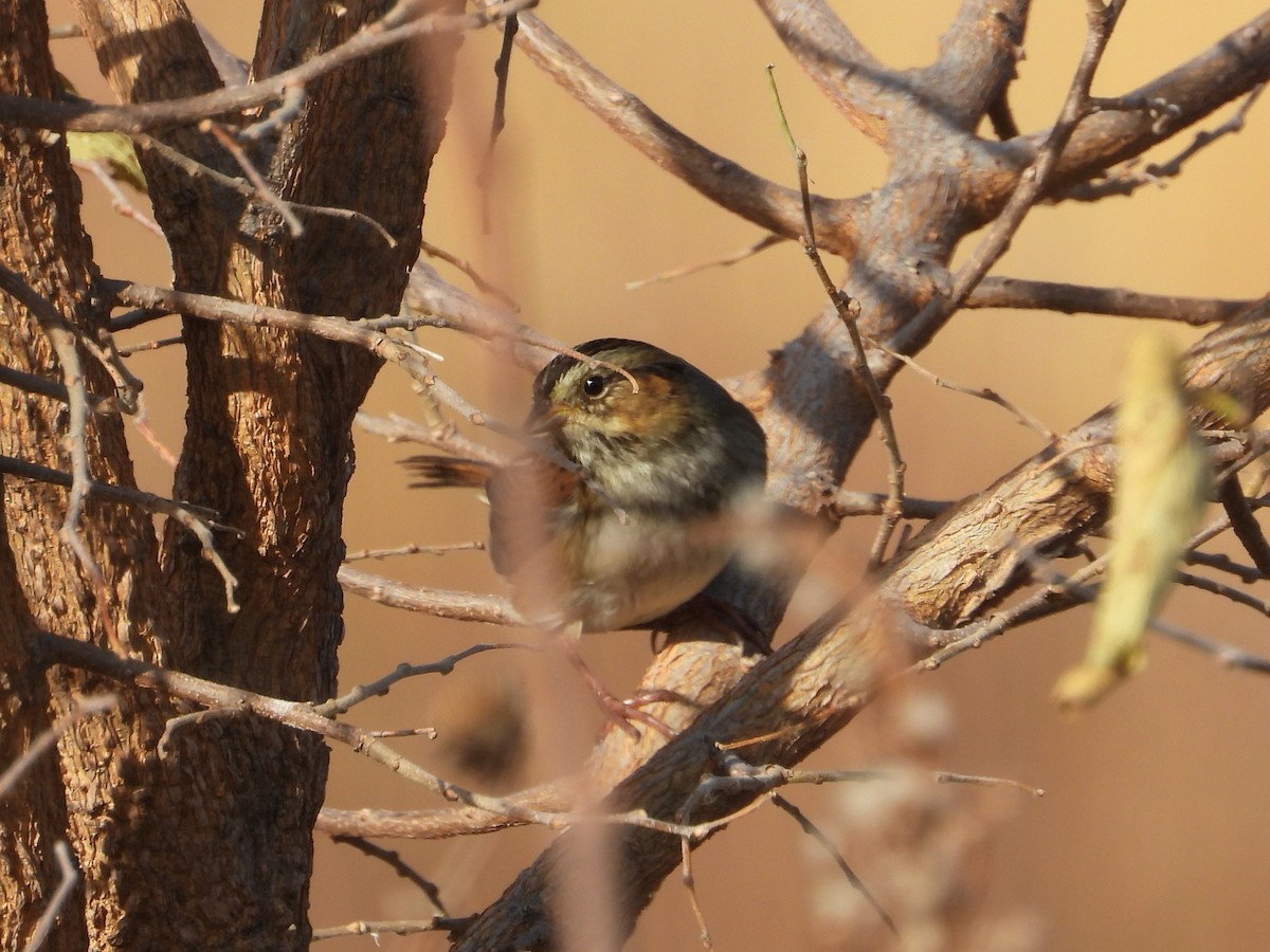 Bruant des marais - ML645820450