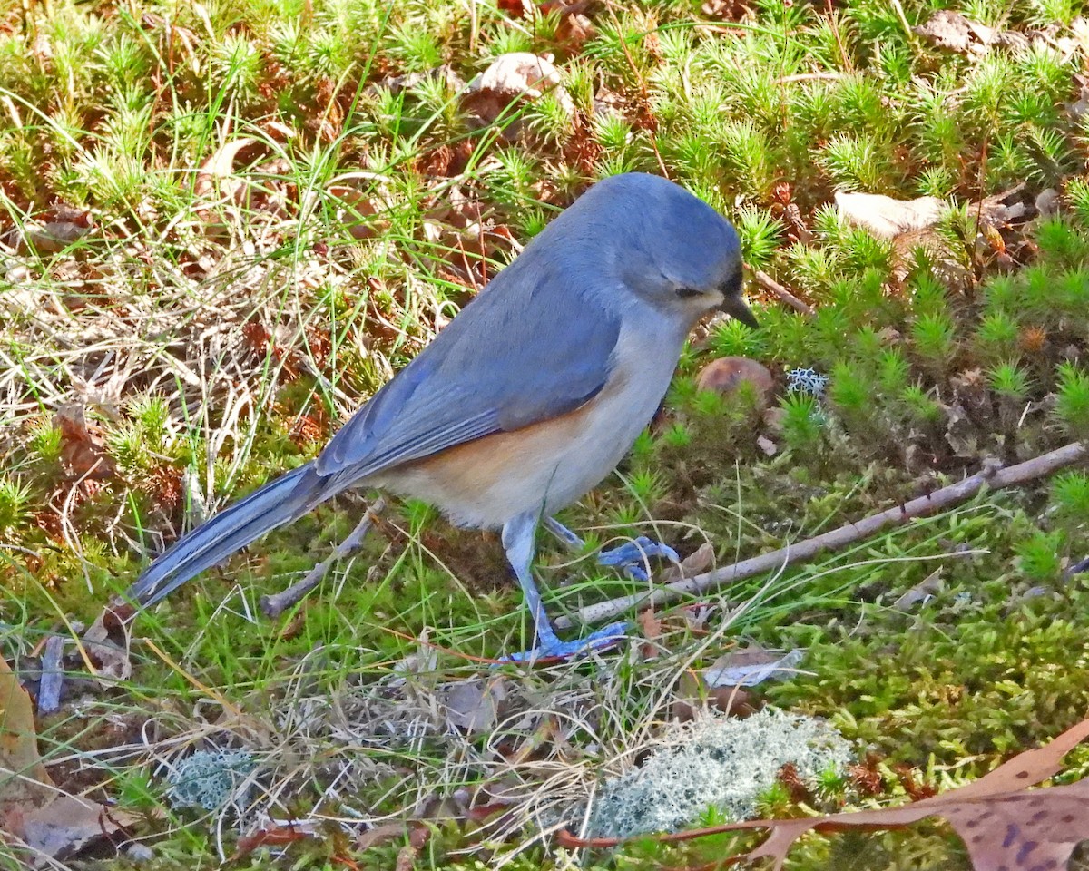 Herrerillo Bicolor - ML645820460