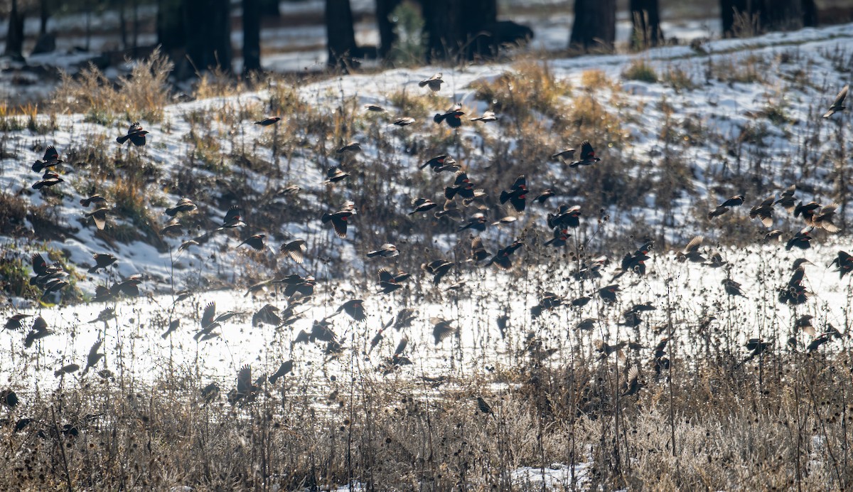Red-winged Blackbird - ML645820461