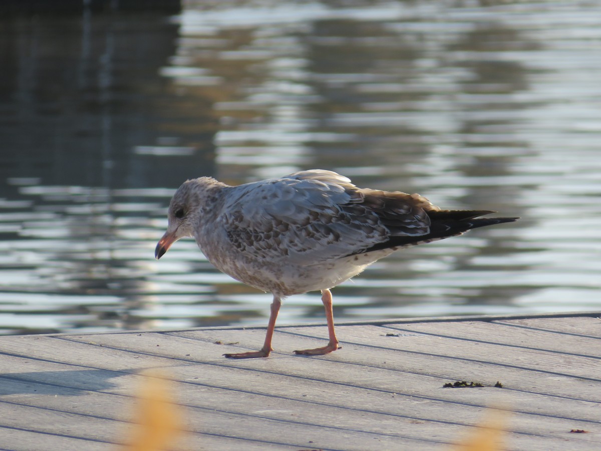 Gavina americana - ML645820465