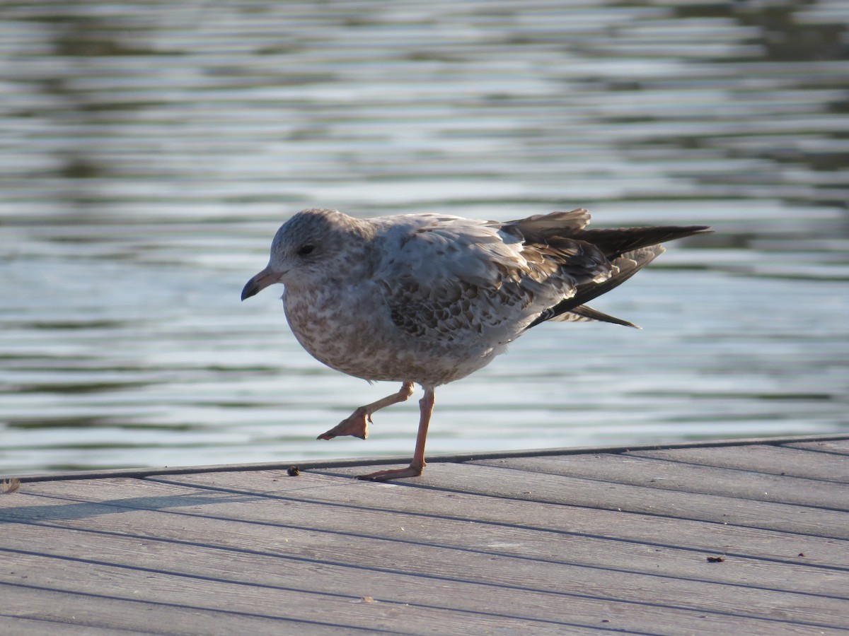 Gavina americana - ML645820466