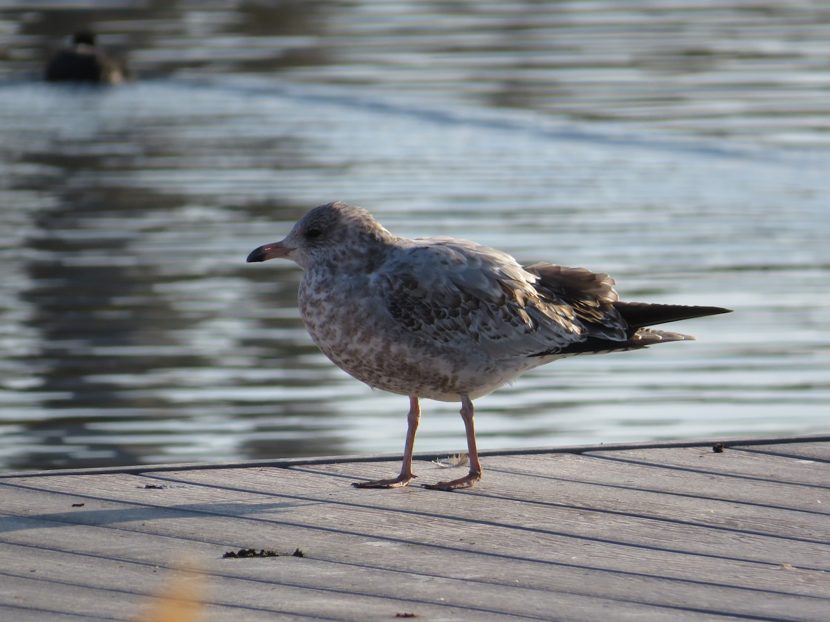 Gavina americana - ML645820467