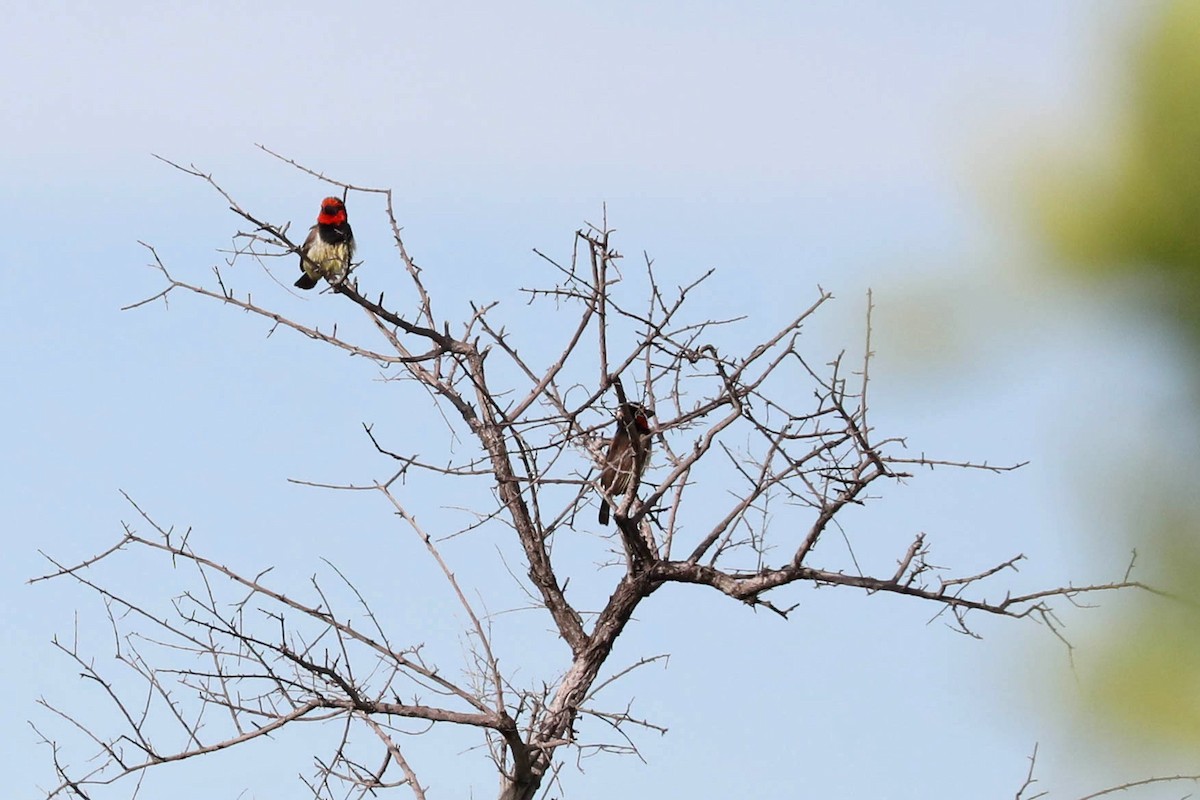 Лібія чорношия - ML645820469