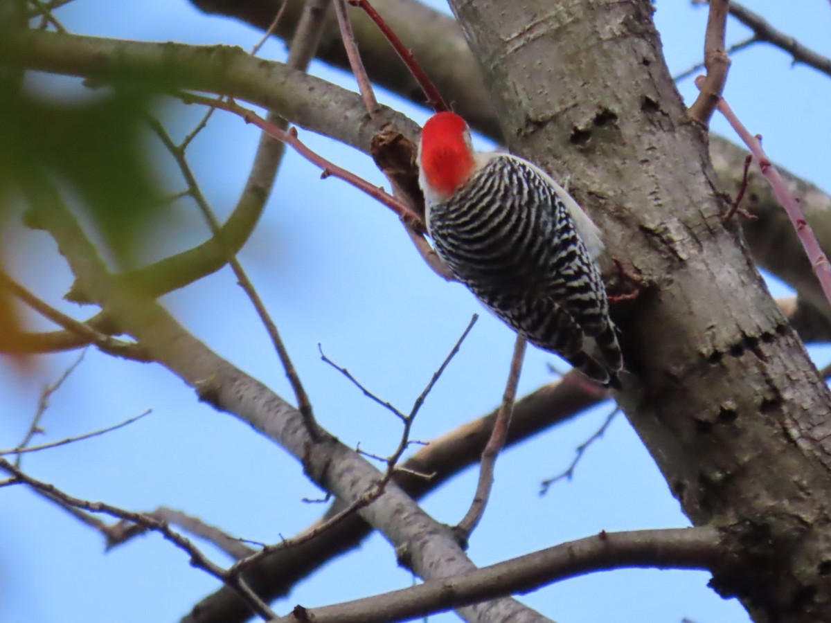 Red-bellied Woodpecker - ML645820471