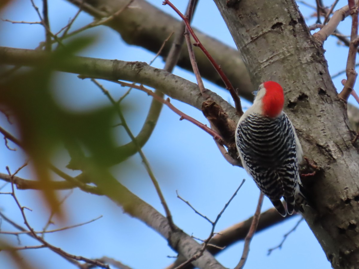 Red-bellied Woodpecker - ML645820474