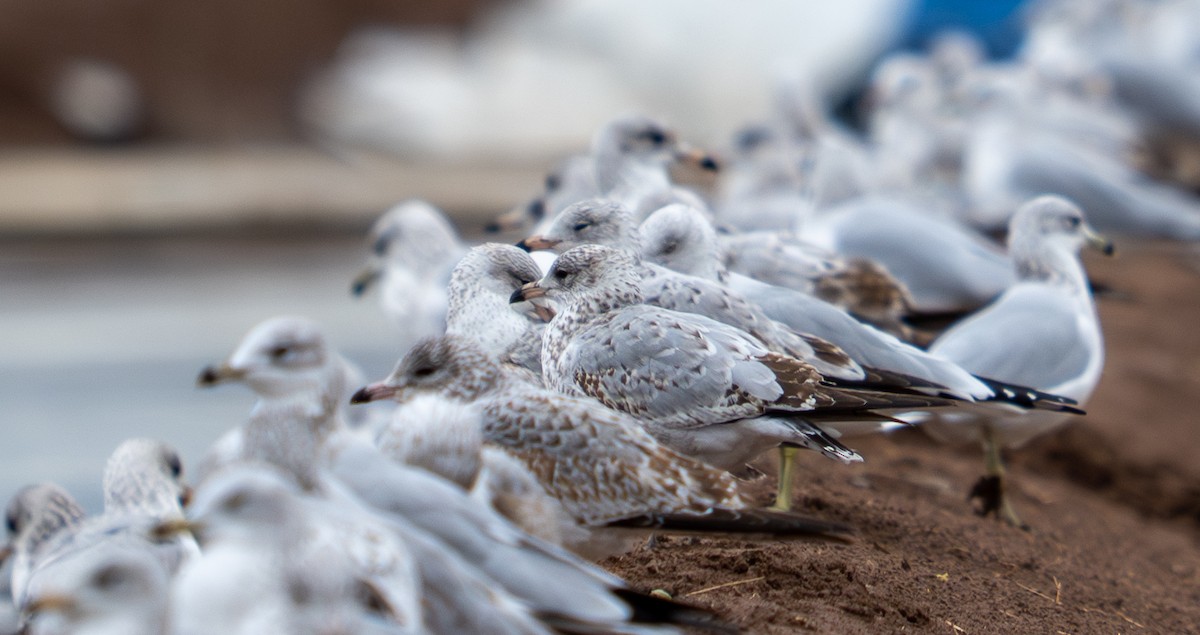 Ring-billed Gull - ML645820481