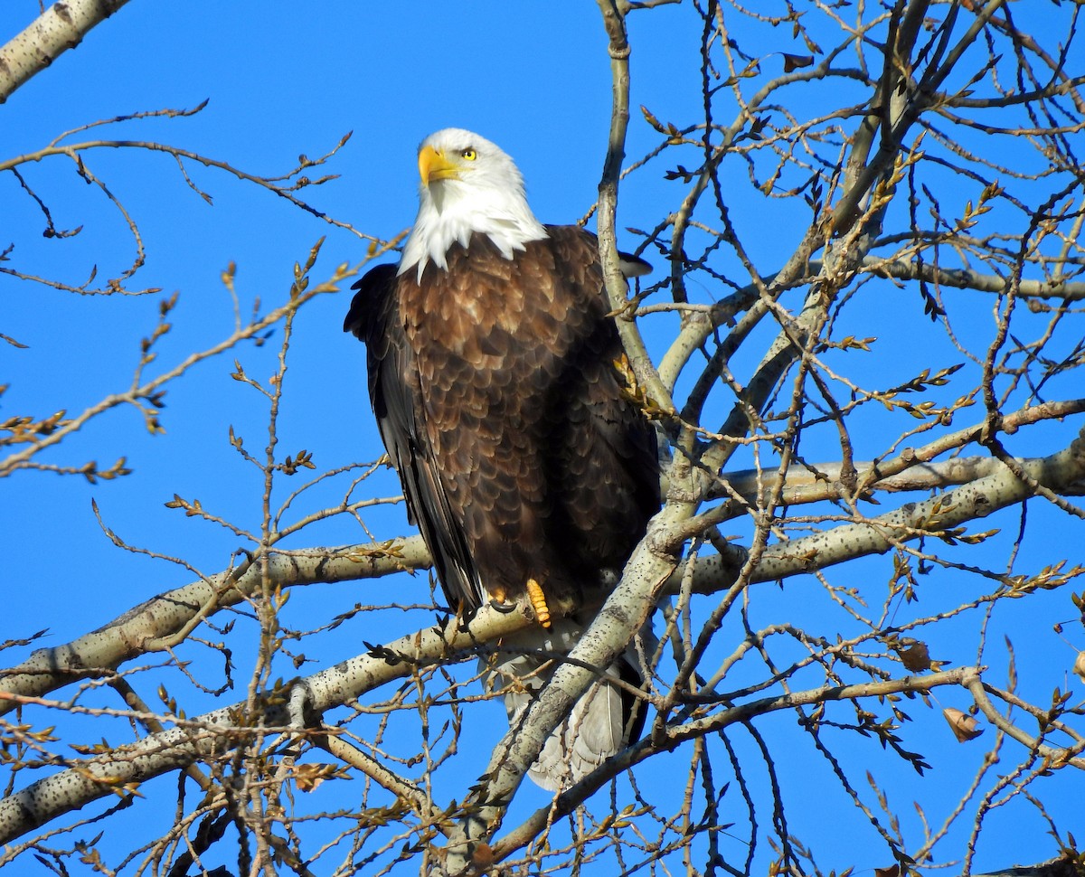 Pygargue à tête blanche - ML645820488