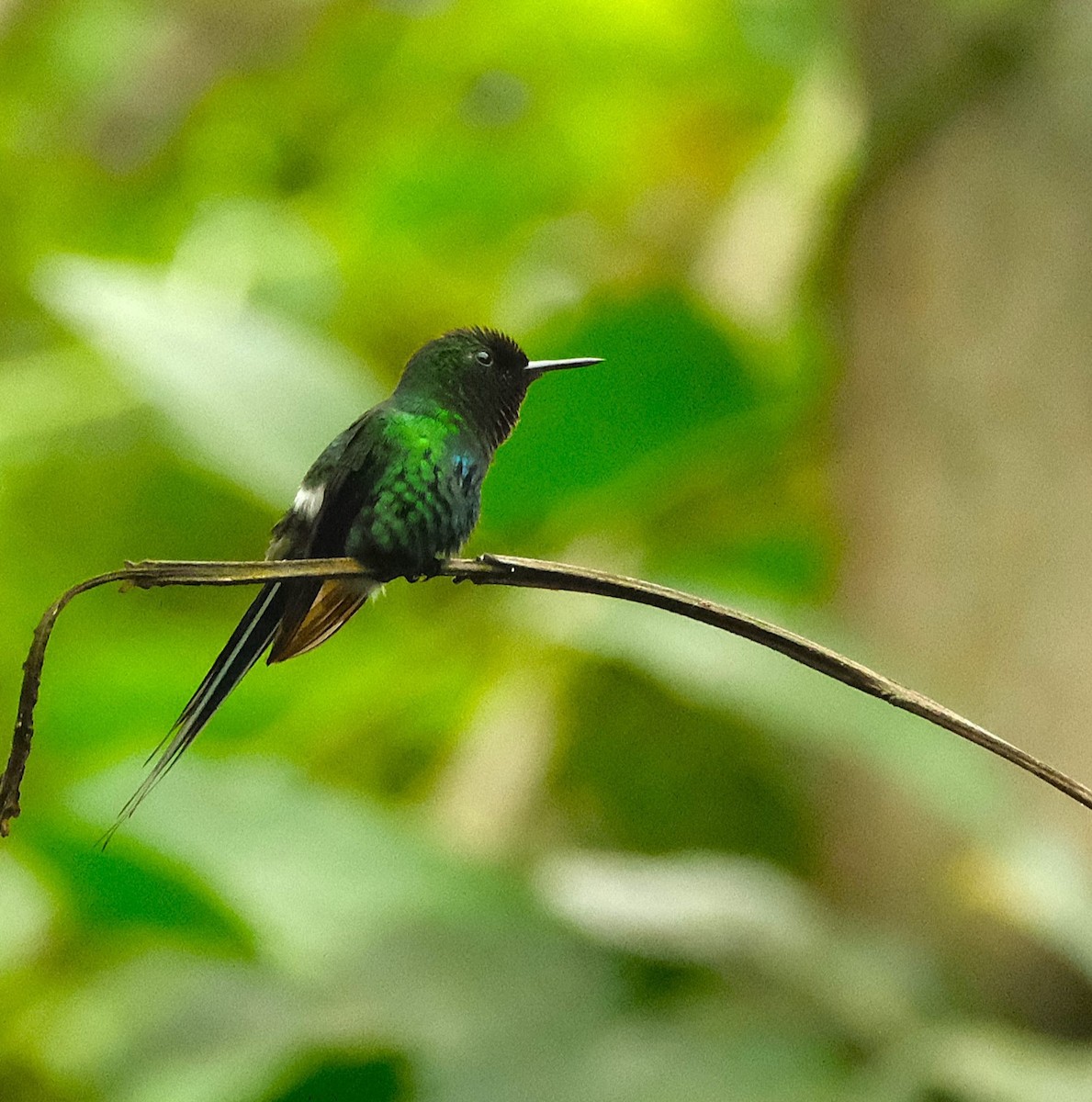 Green Thorntail - ML645820493