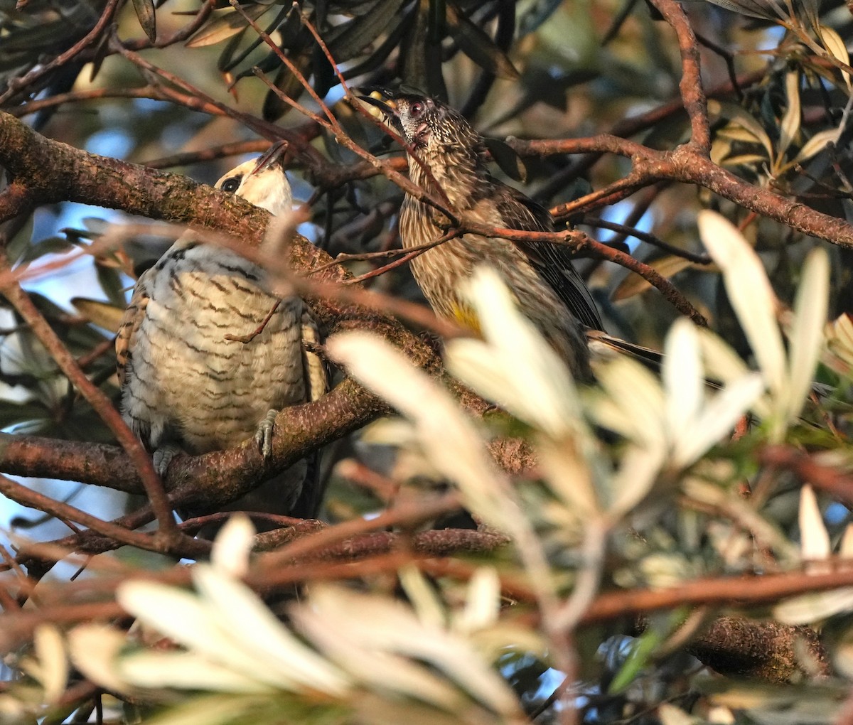 Pacific Koel - ML645820496