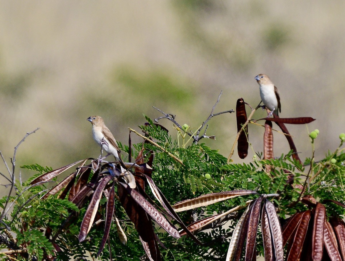 savannesølvnebb - ML645820506