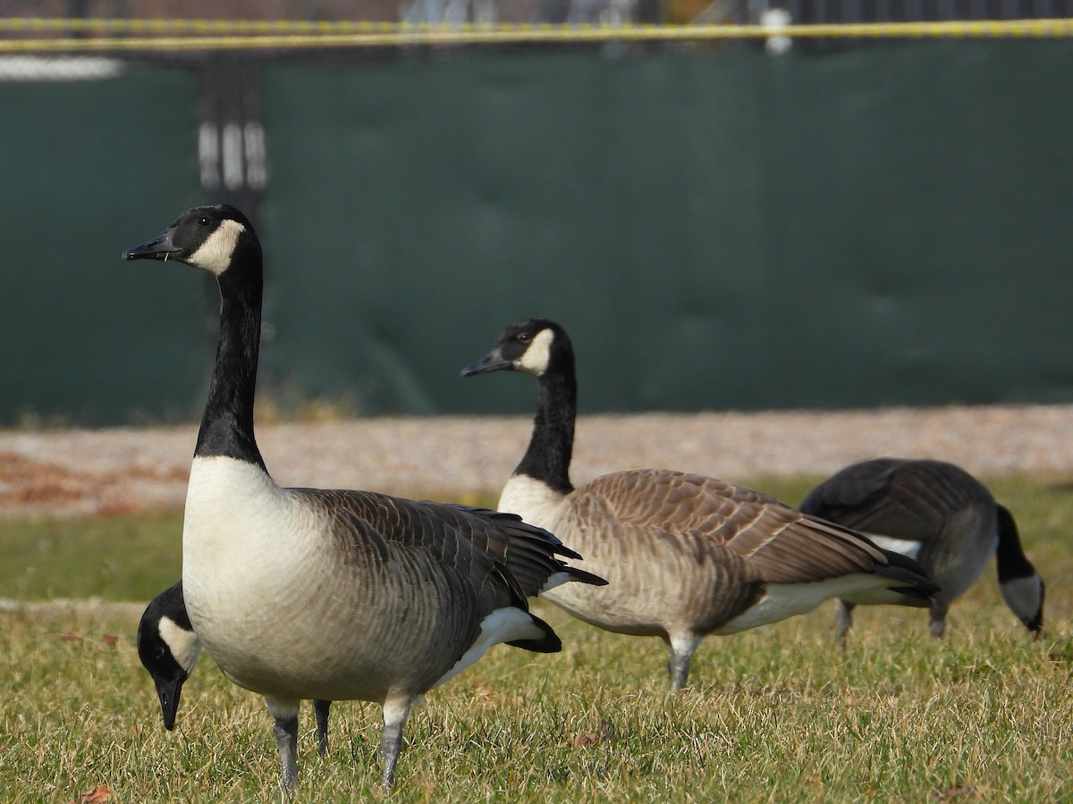 Canada Goose - ML645820507