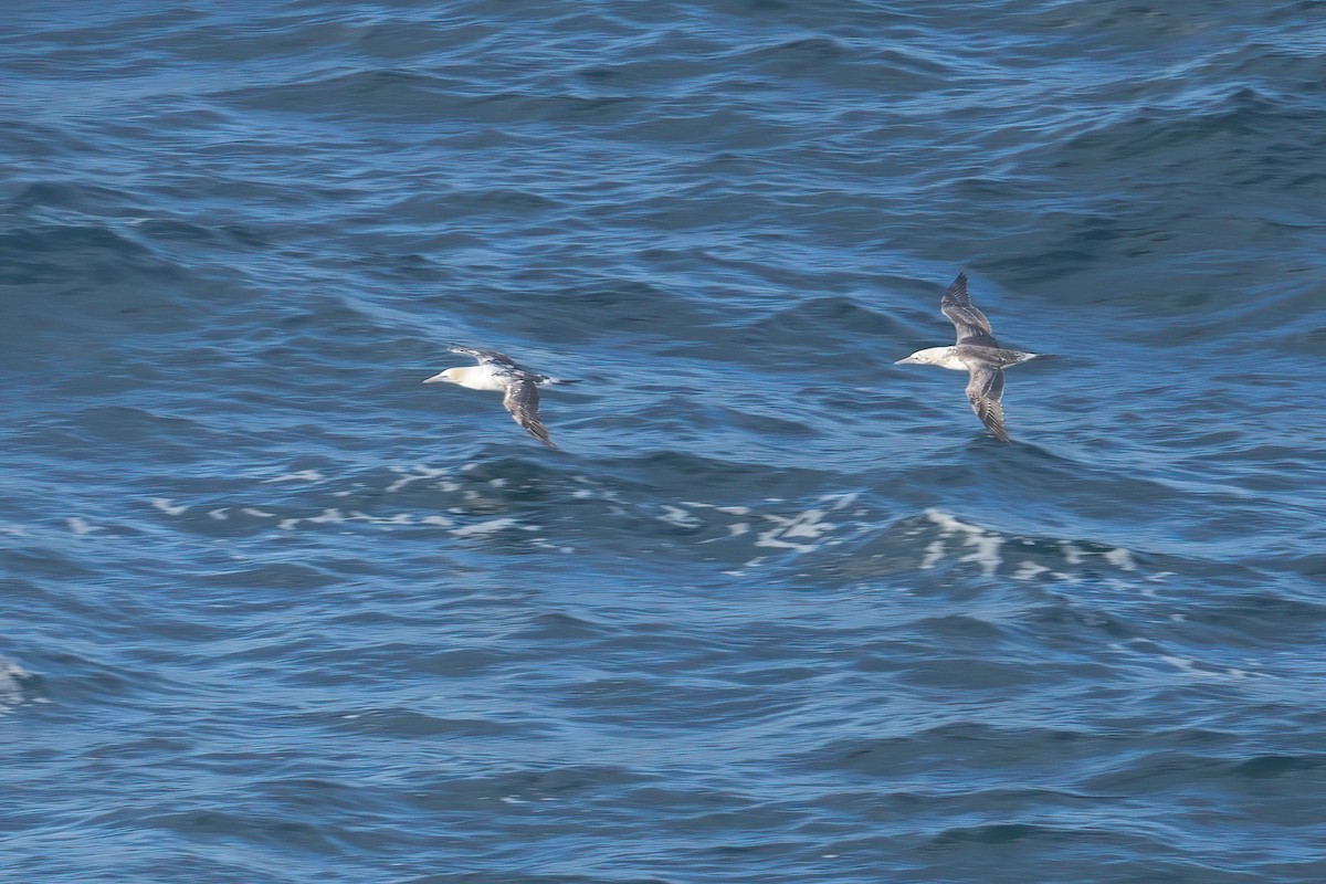 Australasian Gannet - ML645820513