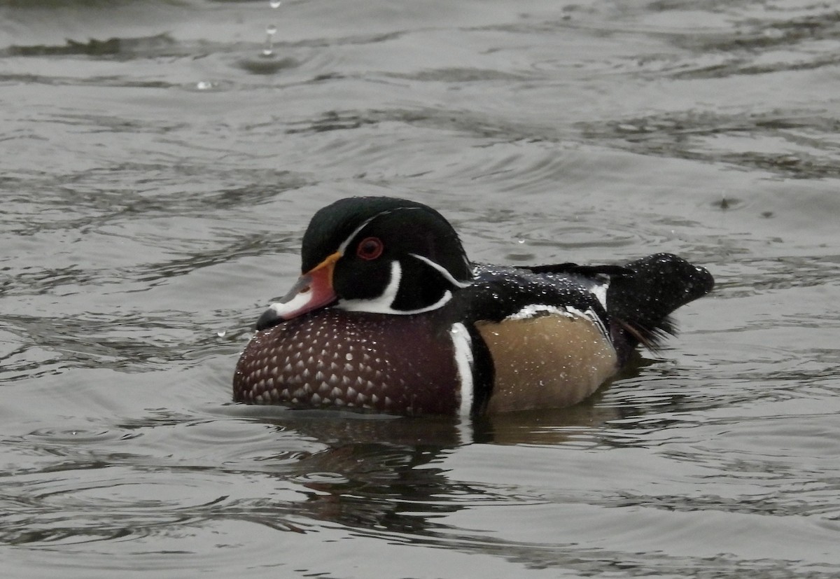 kachnička karolínská - ML645820520