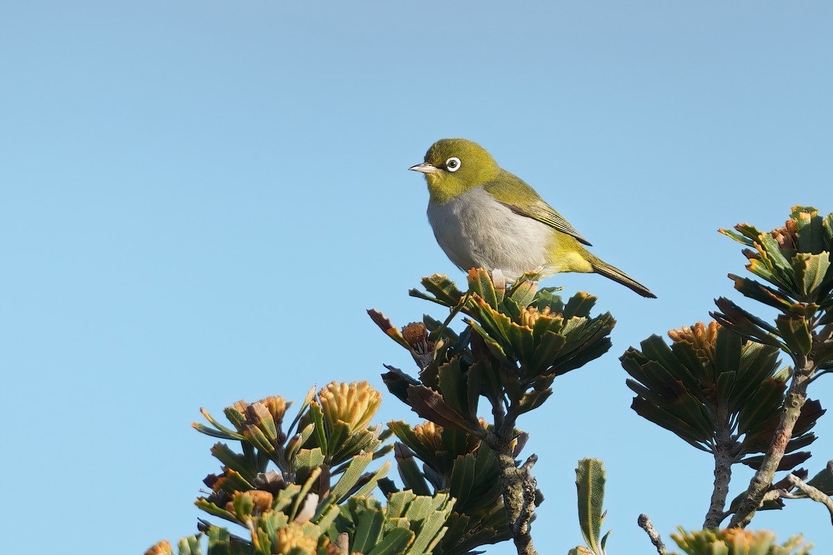 Anteojitos Dorsigrís - ML645820533