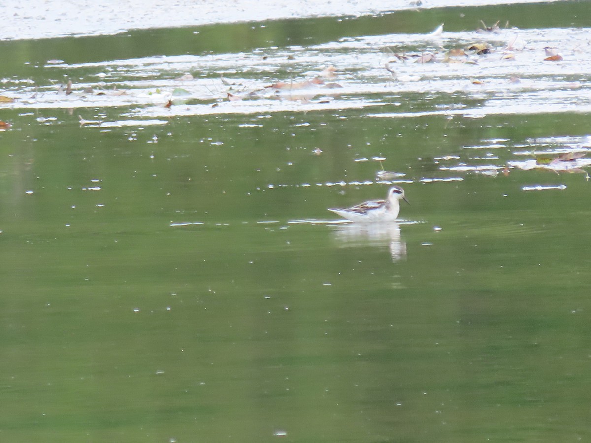 Falaropo Picofino - ML645820534