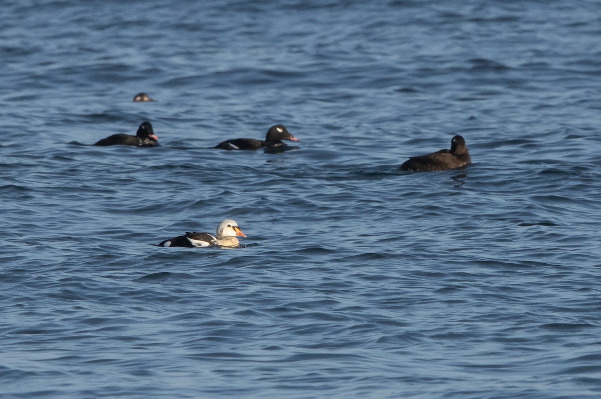 Éider Real - ML645820539