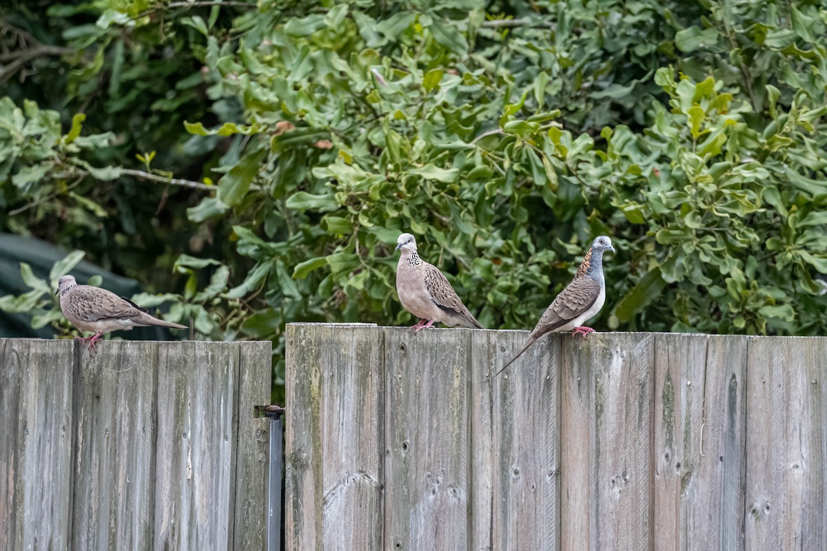 Tórtola Moteada - ML645820541