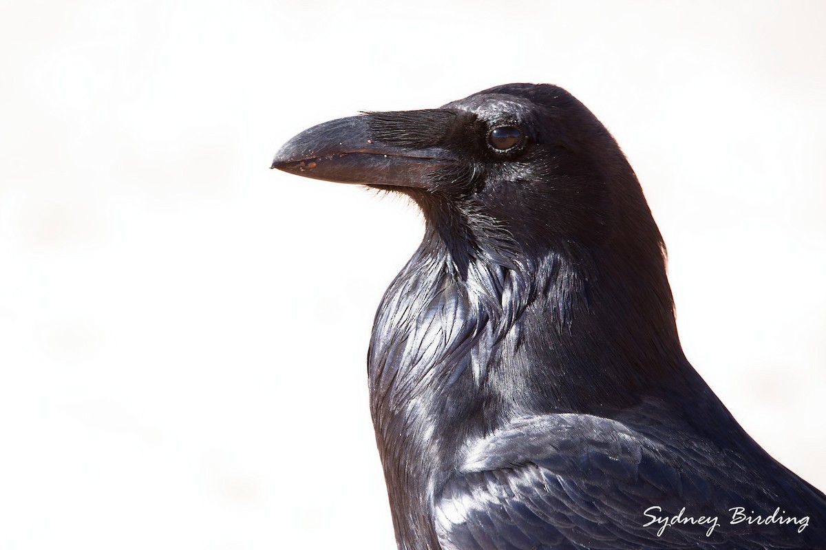 Cuervo Grande - ML645820542