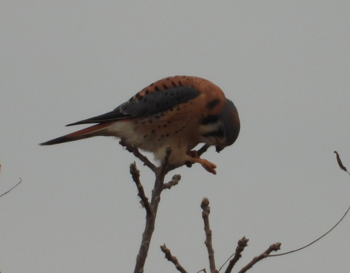 Cernícalo Americano - ML645820543