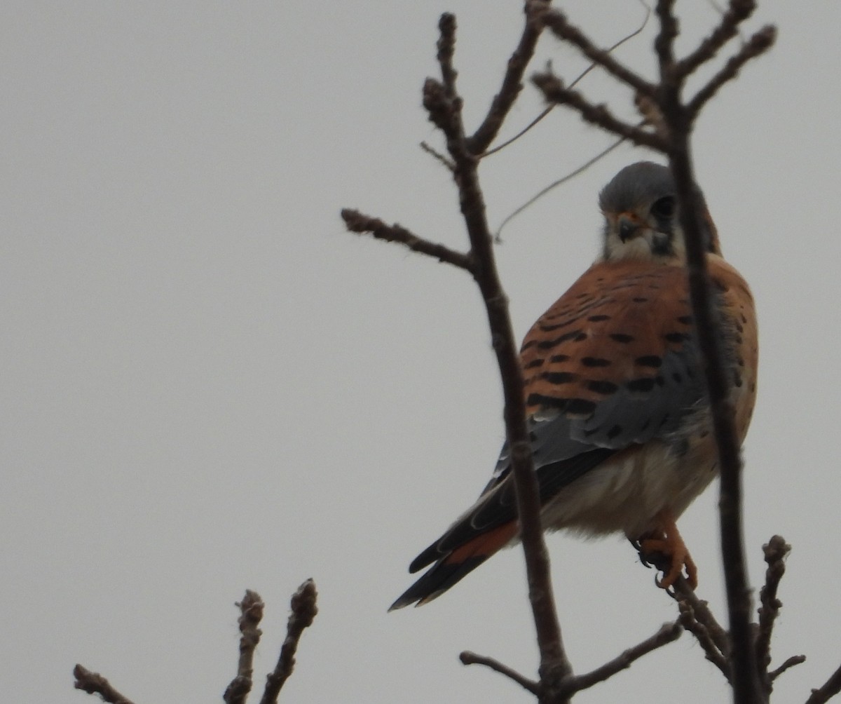 Cernícalo Americano - ML645820544