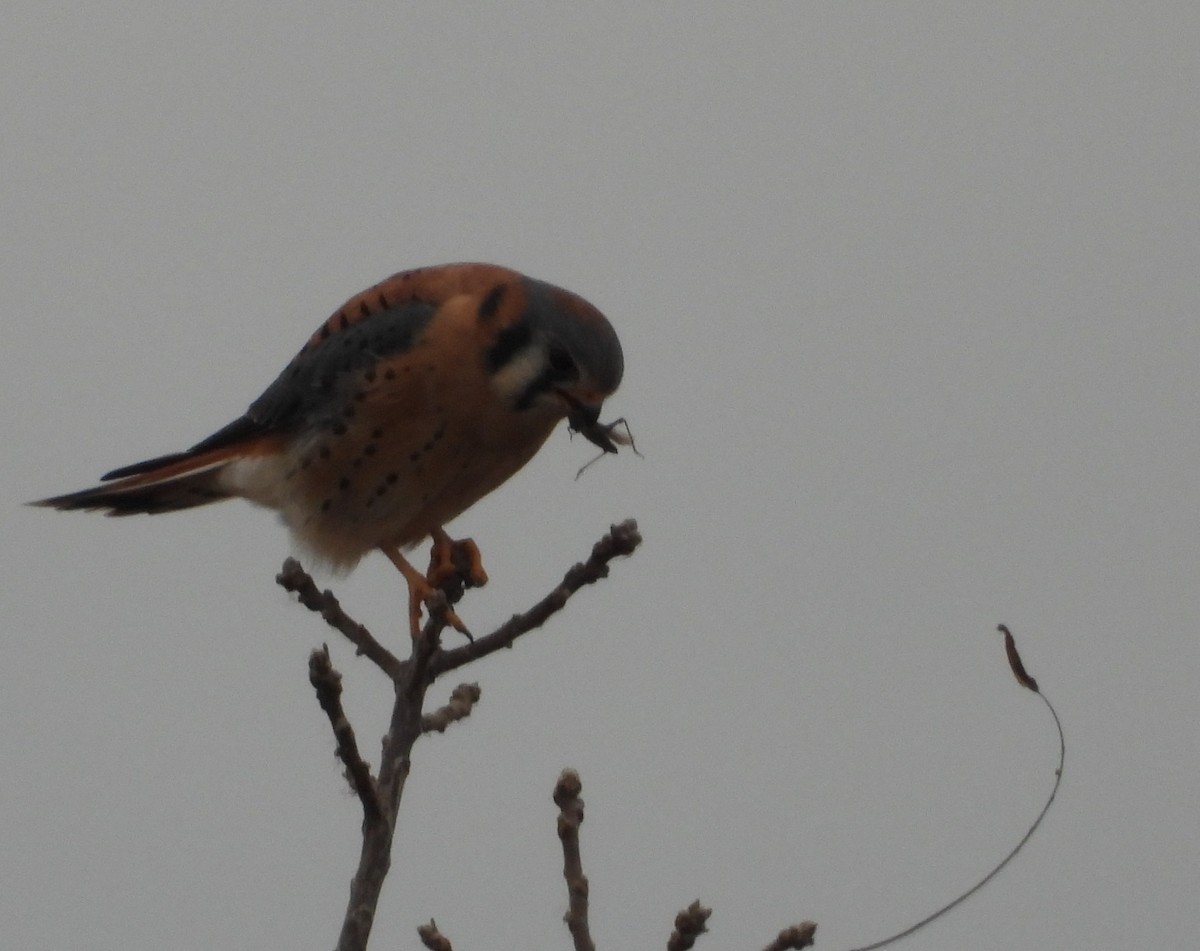 Cernícalo Americano - ML645820546