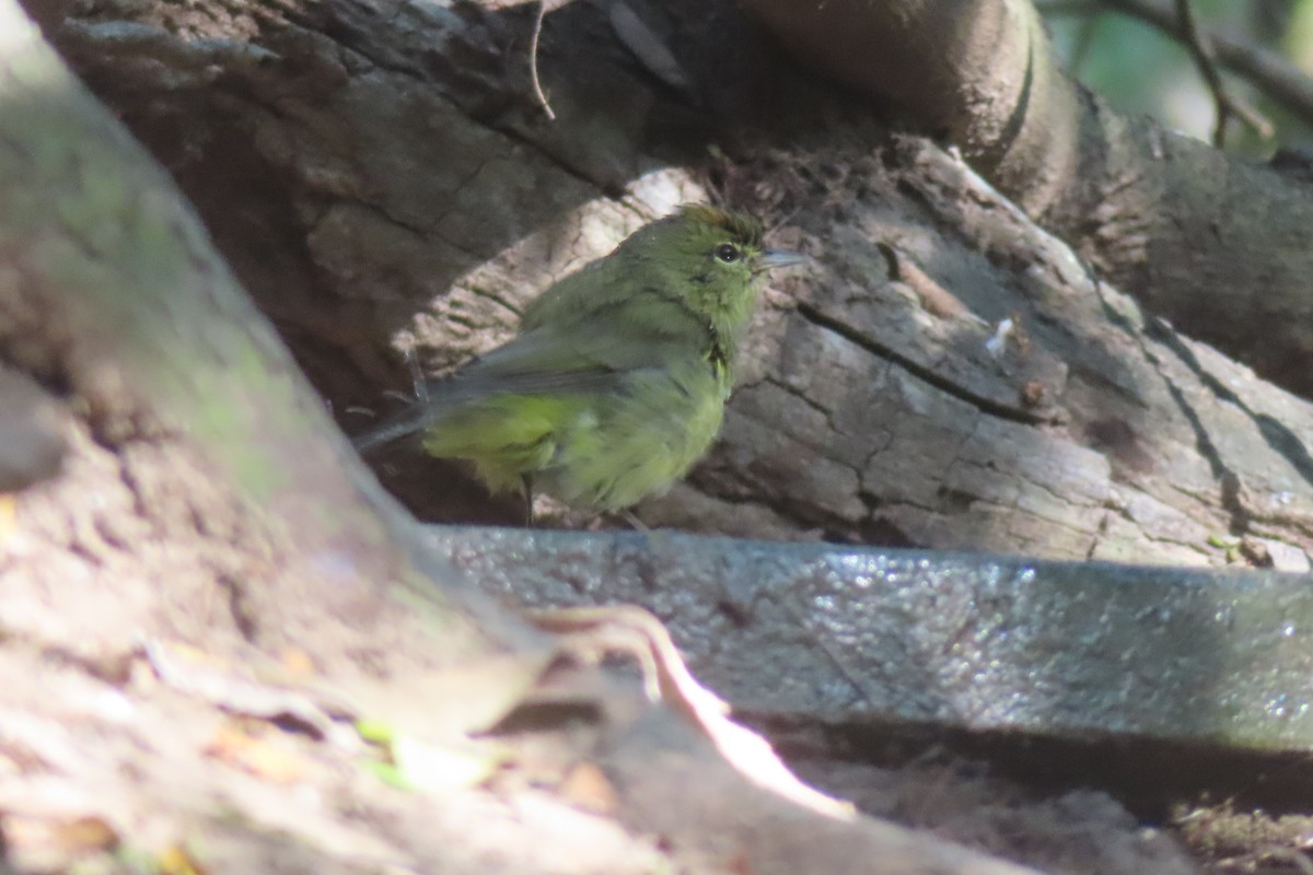 Reinita Coroninaranja - ML645820547