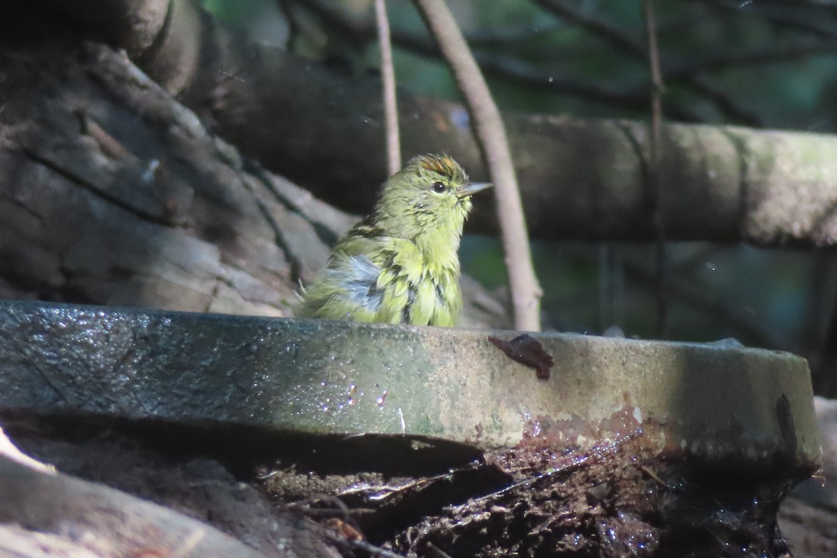 Reinita Coroninaranja - ML645820548