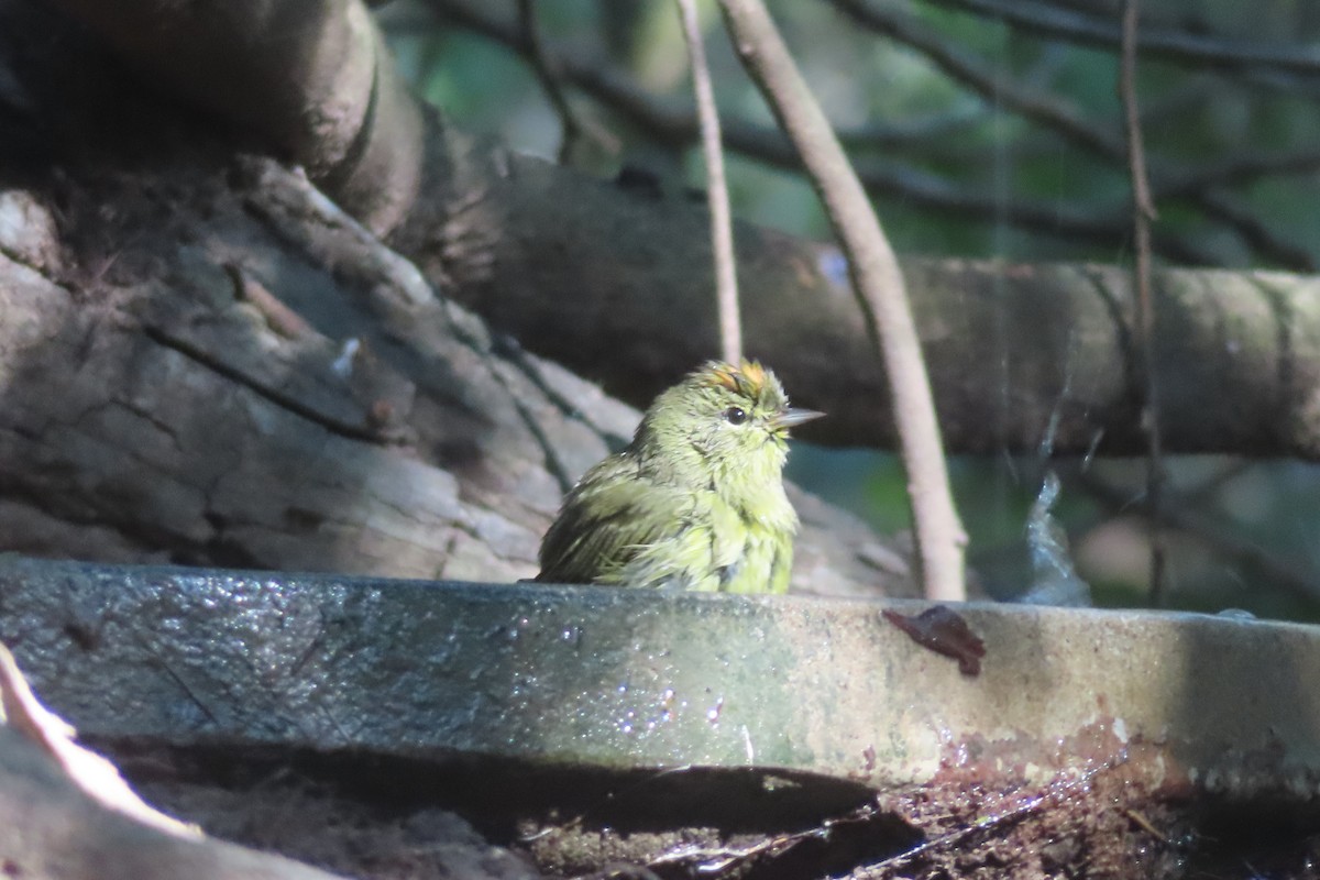 Reinita Coroninaranja - ML645820549