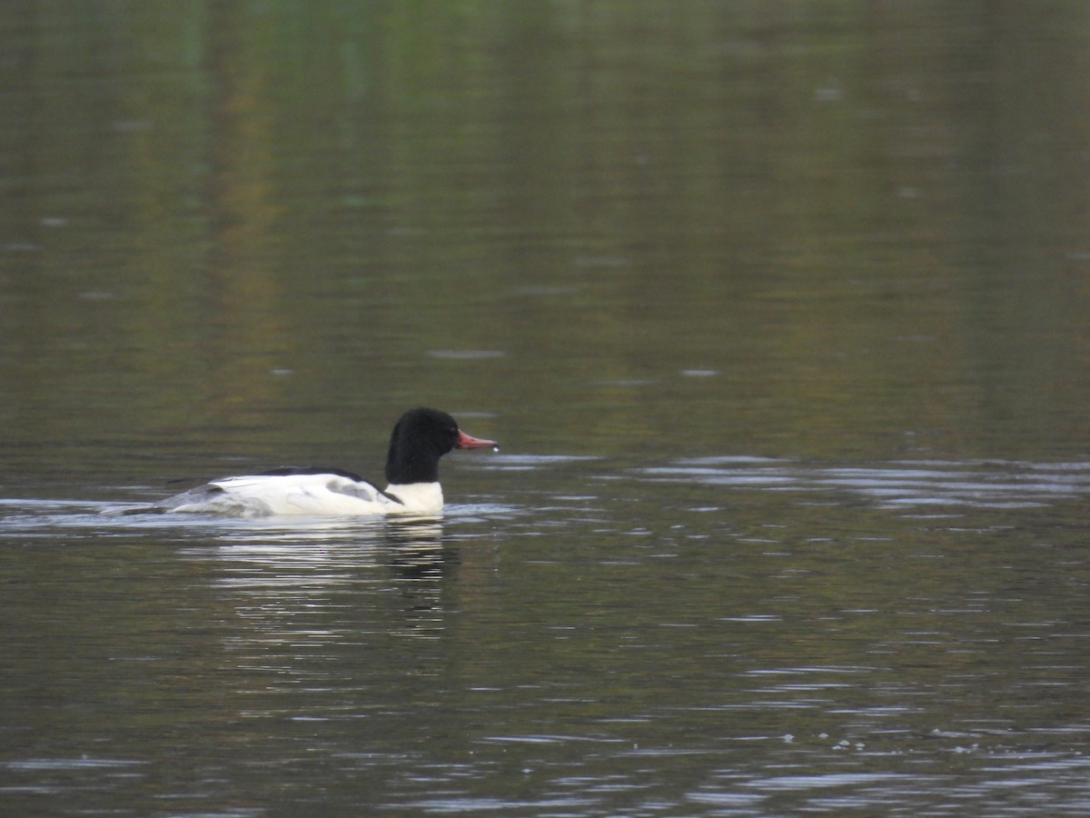 Serreta Grande - ML645820552