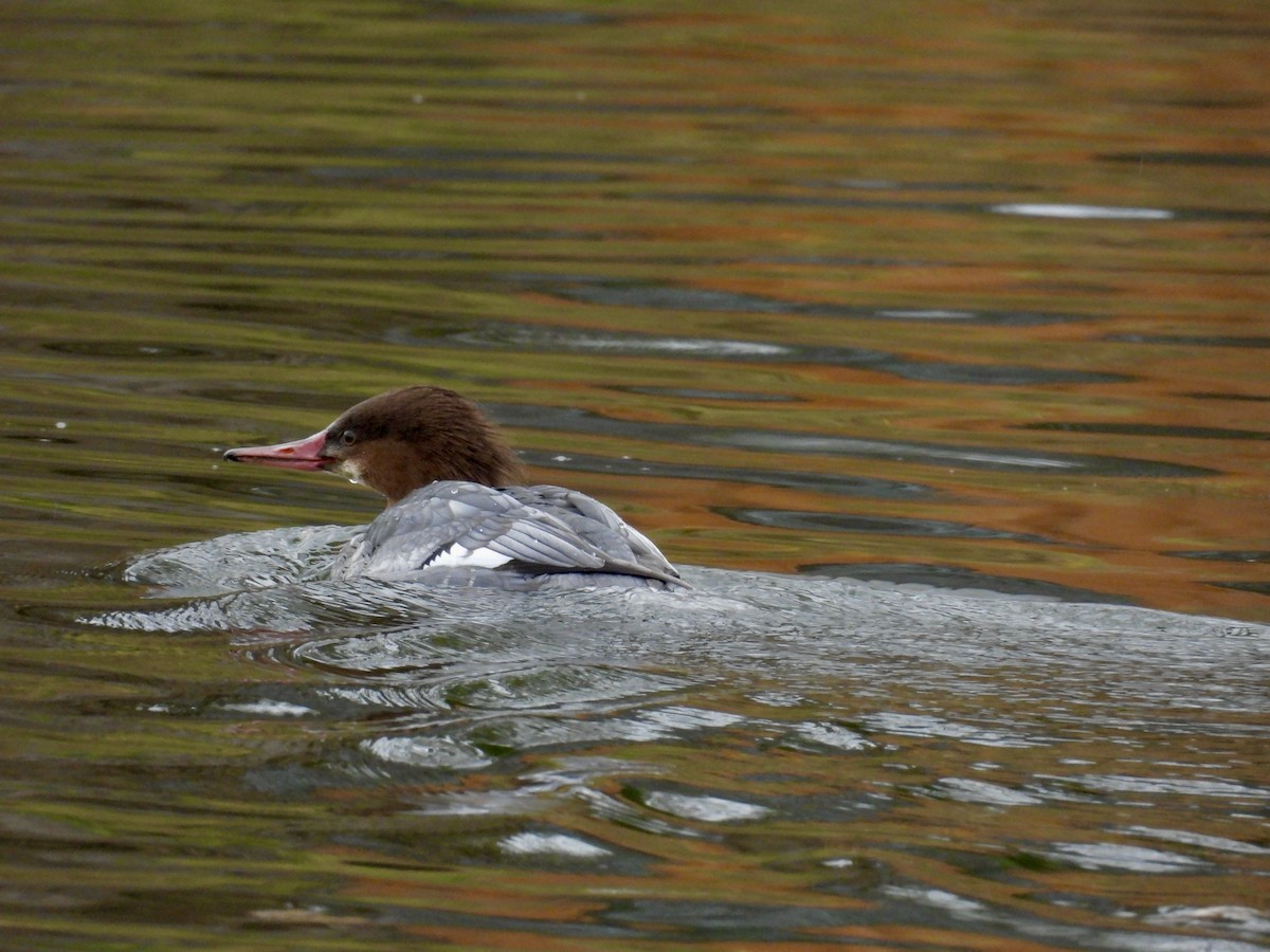 Serreta Grande - ML645820553