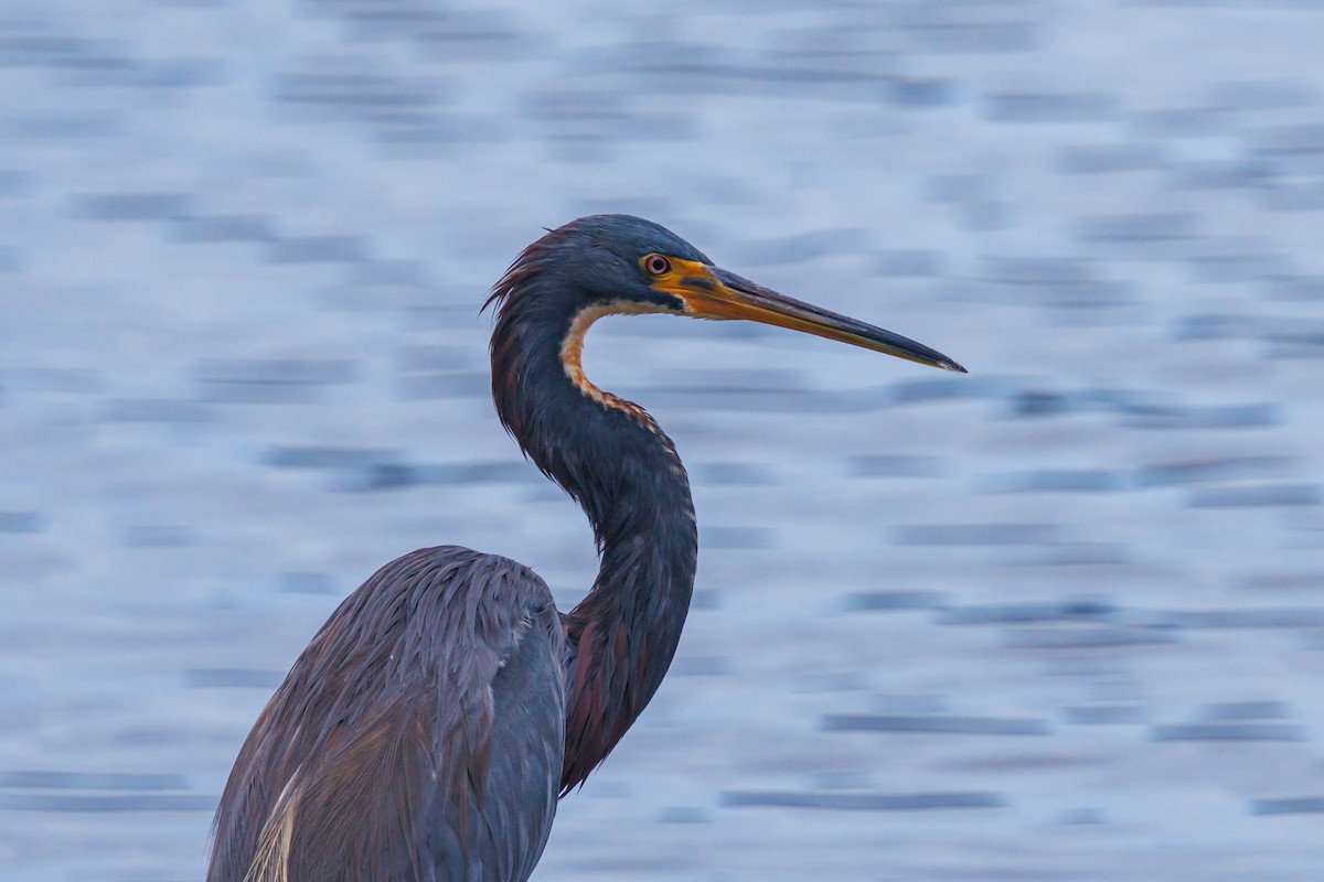 Garceta Tricolor - ML645820555