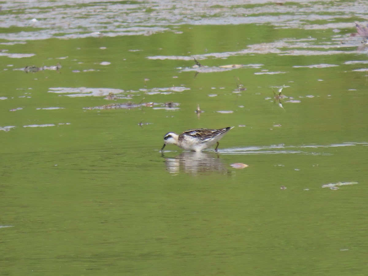 Falaropo Picofino - ML645820556