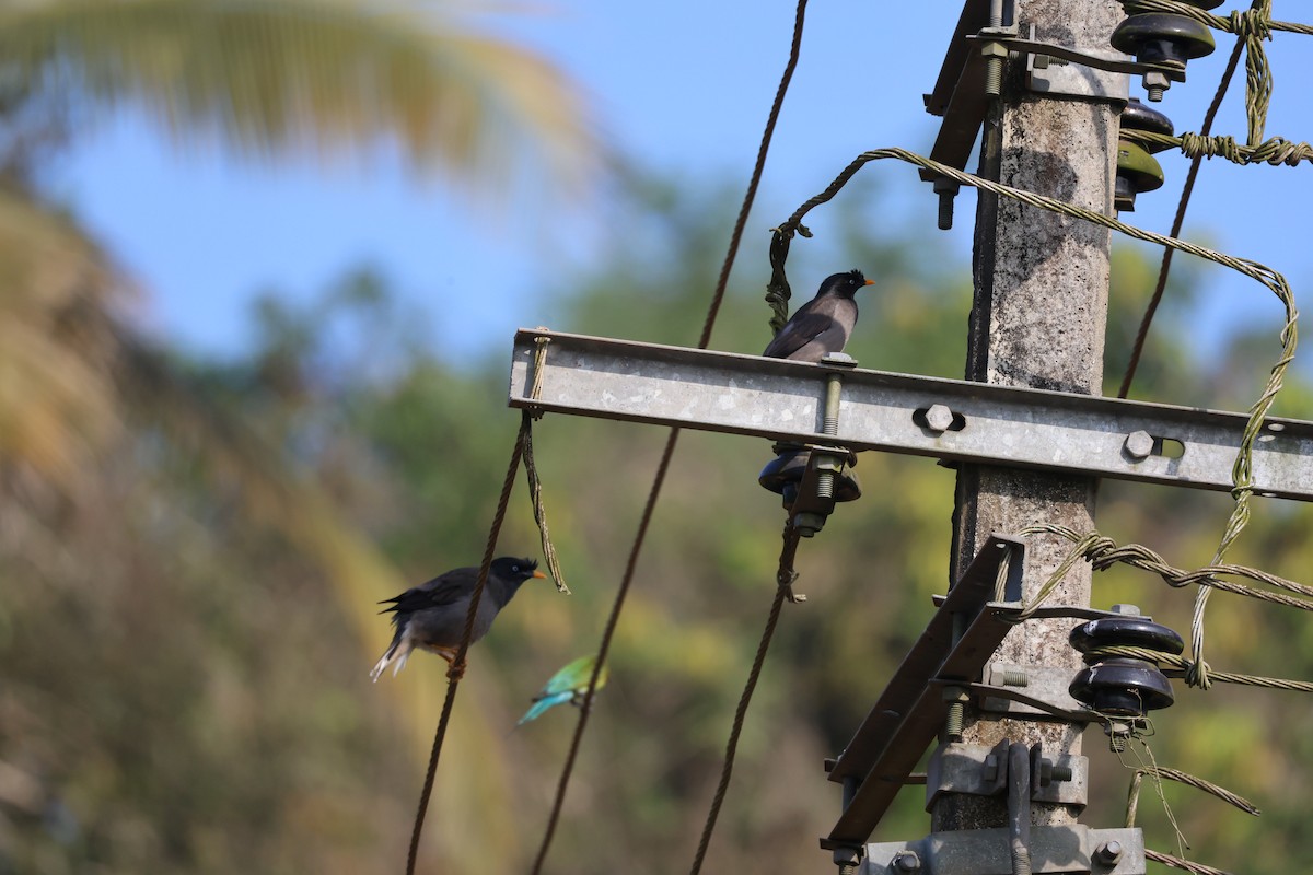 Miná de Jungla - ML645820557