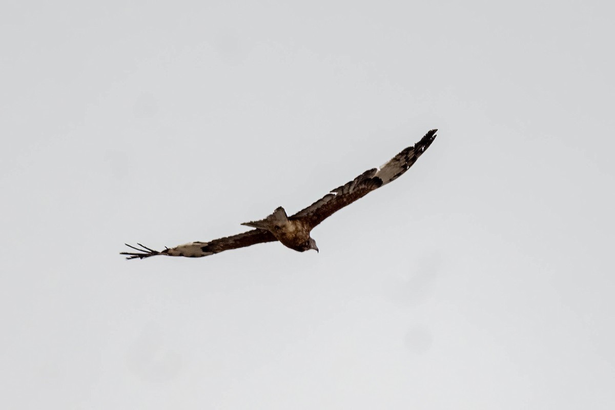 Milano Silbador - ML645820558