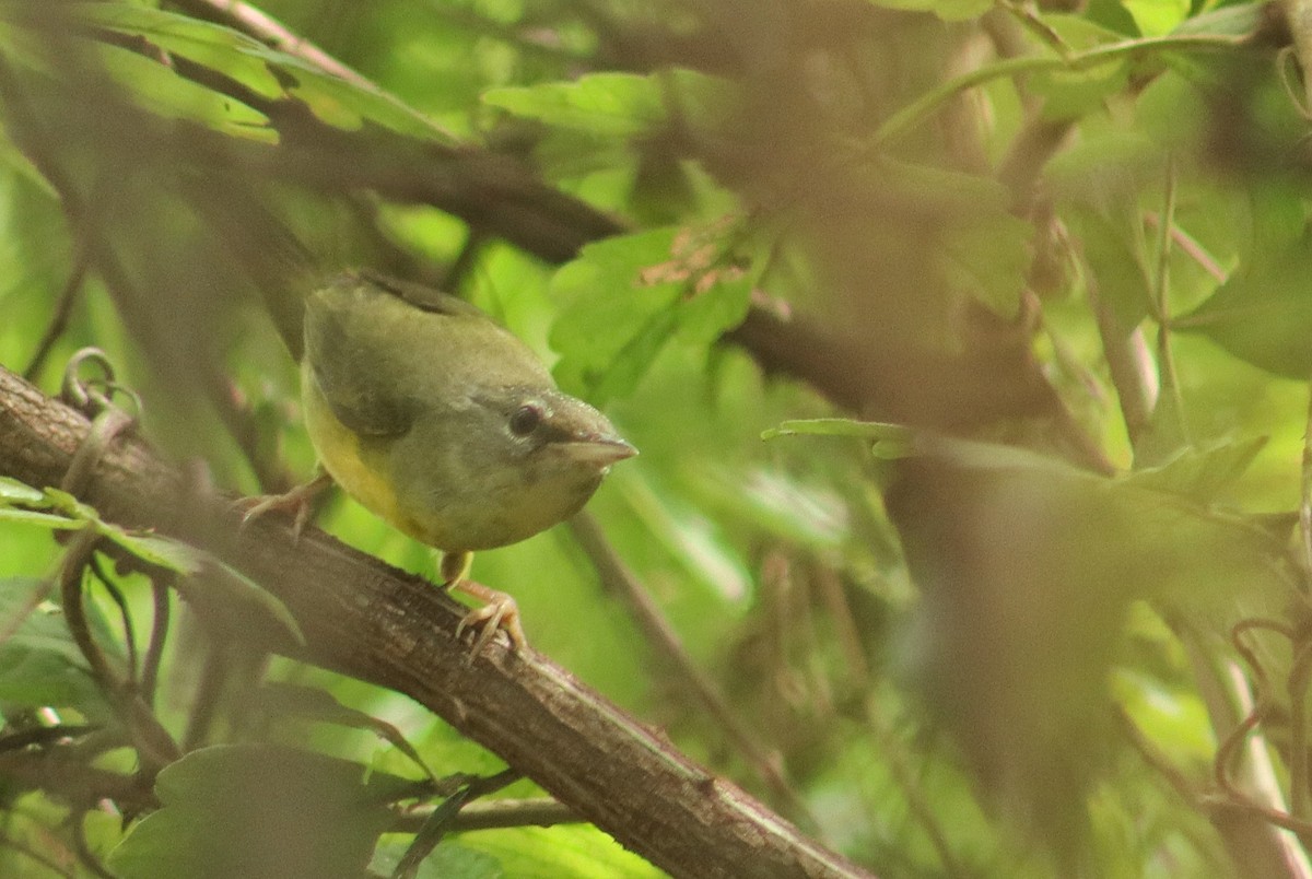 Цитринка чорновола - ML645820559