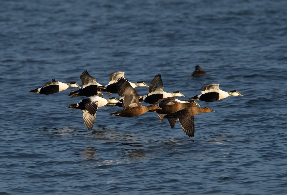 Éider Común - ML645820564