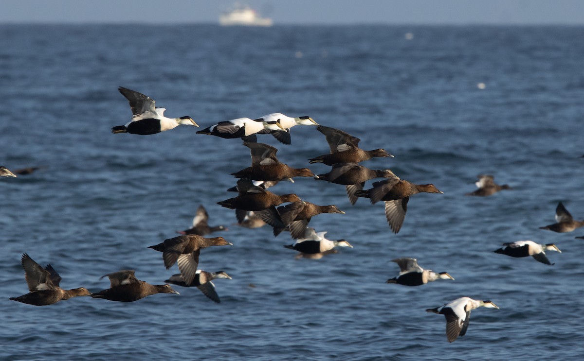 Éider Común - ML645820565