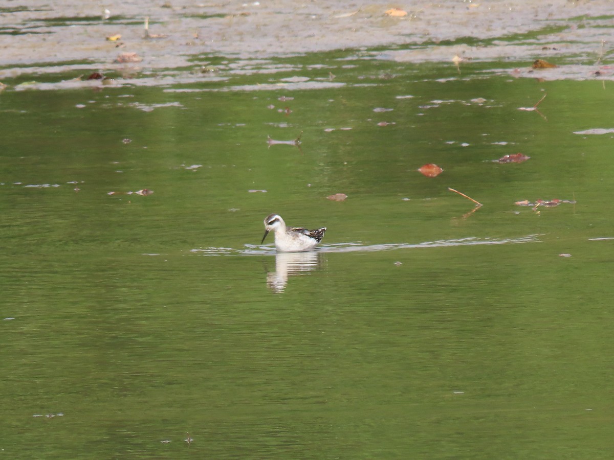 Falaropo Picofino - ML645820570