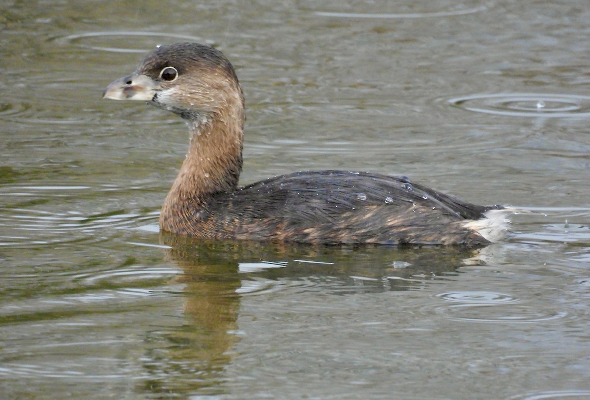 Pied-billed Grebe - ML645820571