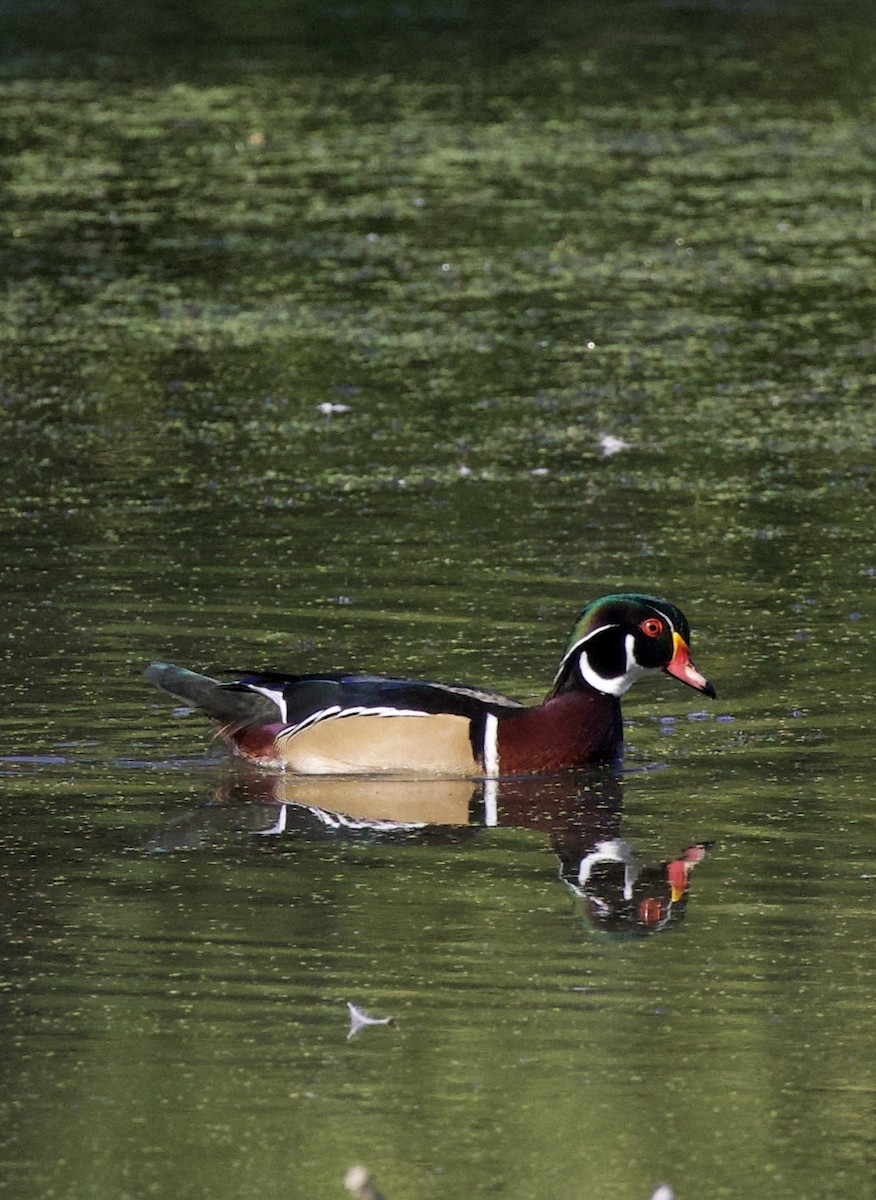 kachnička karolínská - ML645820573