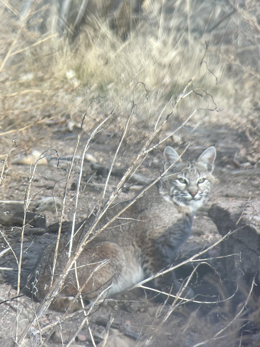 Bobcat - ML645820574