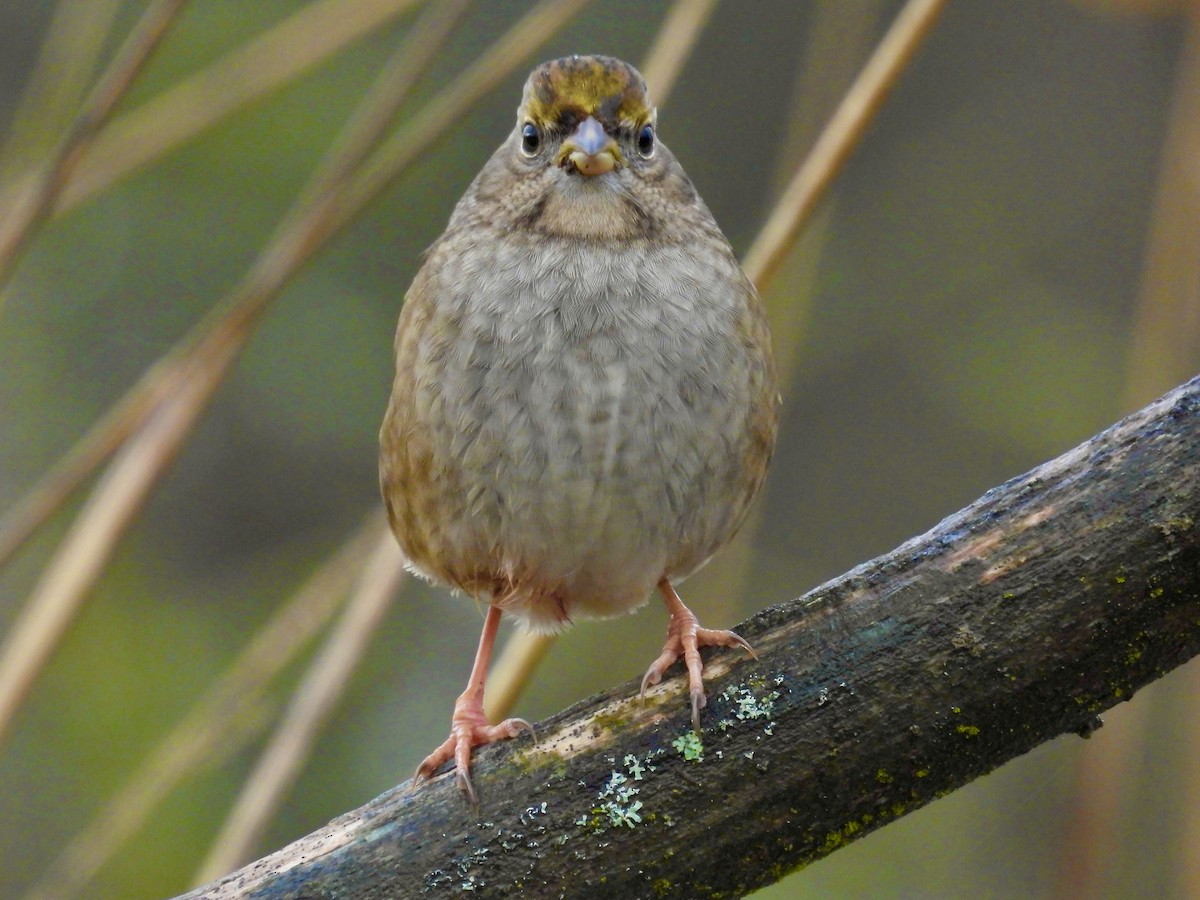 Golden-crowned Sparrow - ML645820581
