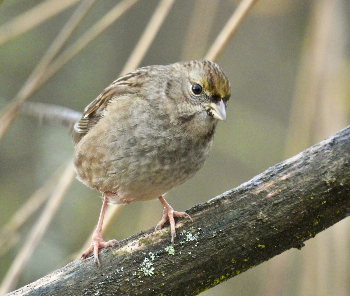Golden-crowned Sparrow - ML645820582