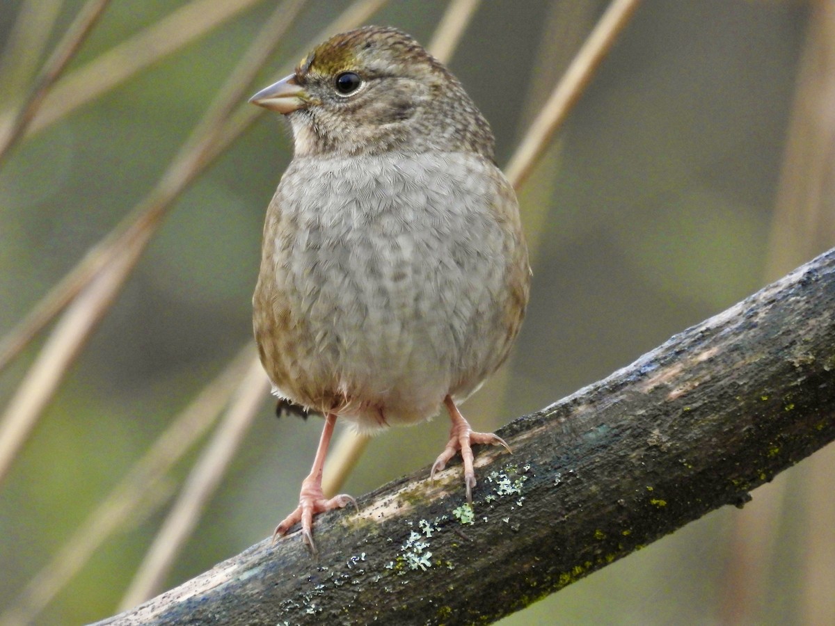 Golden-crowned Sparrow - ML645820583