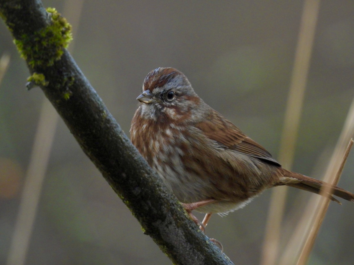 Song Sparrow - ML645820600