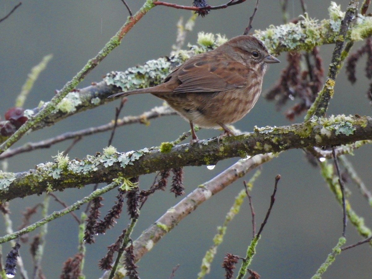 Song Sparrow - ML645820601