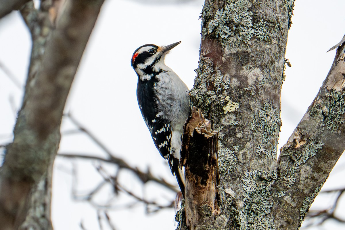 hårspett - ML645820611