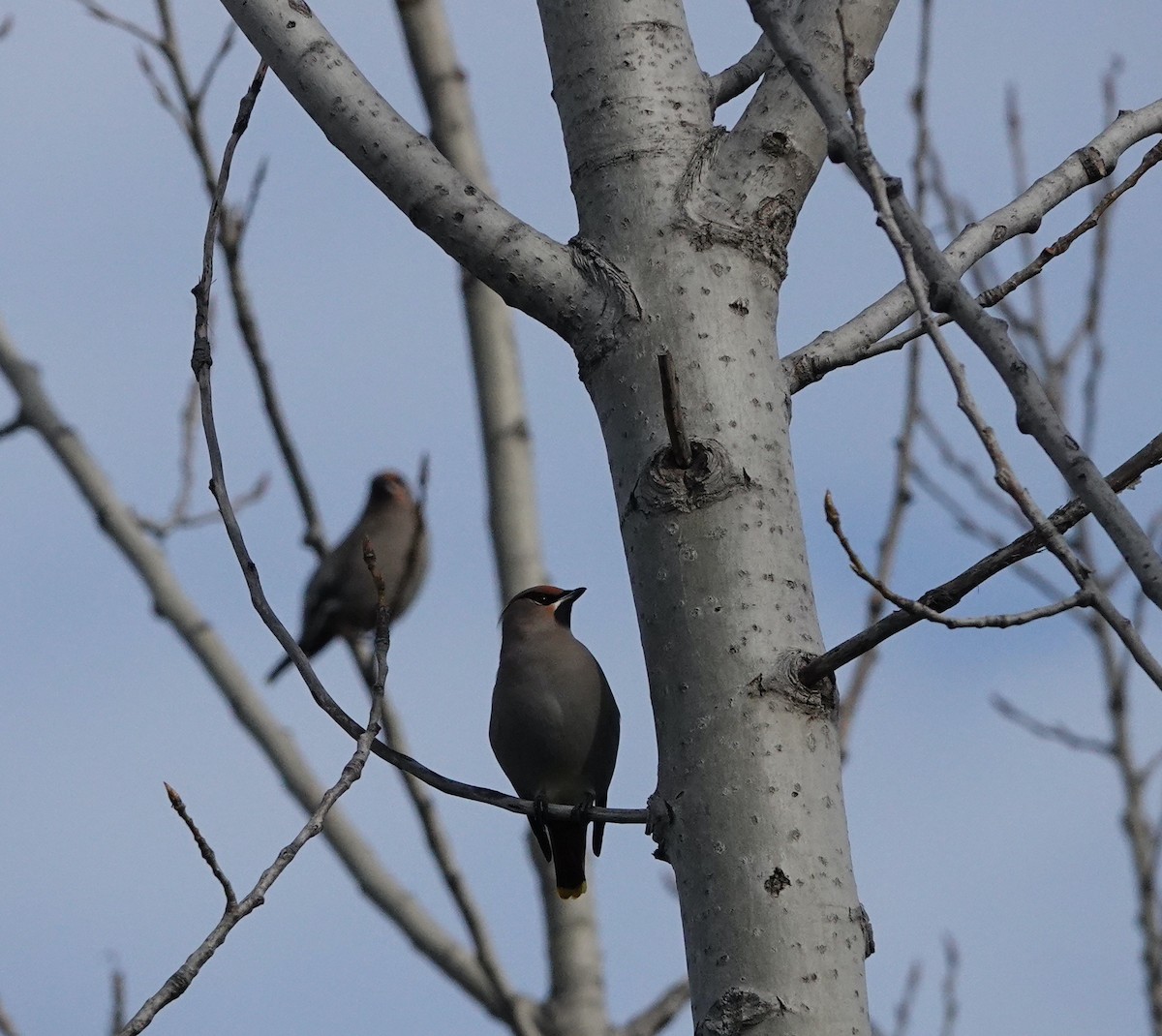 Bohemian Waxwing - ML645820612