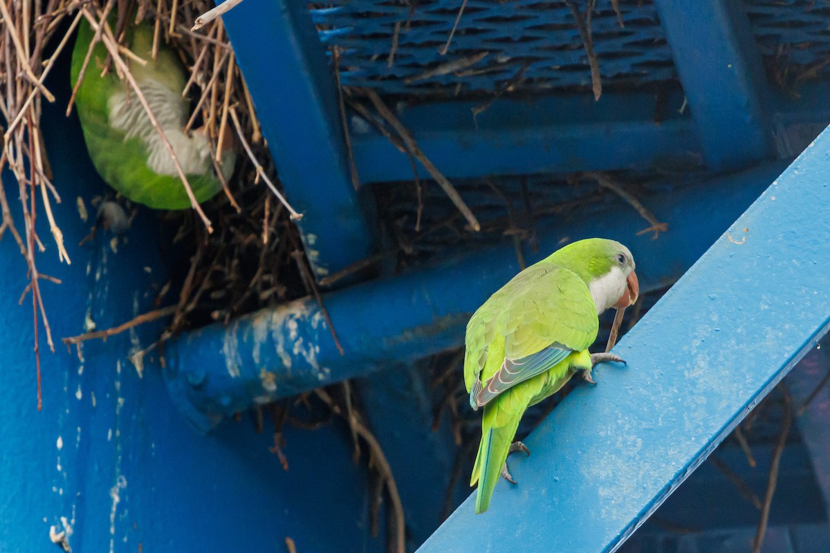 Papagai bulargrisa - ML645820614