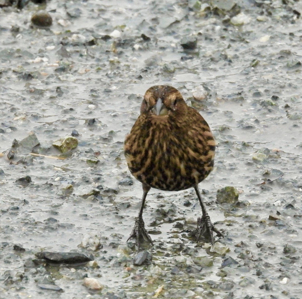 Red-winged Blackbird - ML645820616